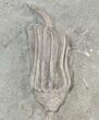 Pair Of Detailed Macrocrinus Crinoid Fossils - Indiana #52931-3